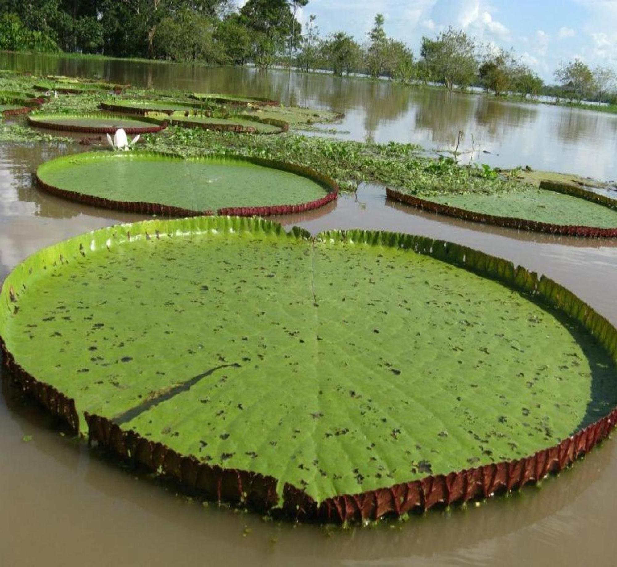 Cabana Flotante Kurupira Летисия Экстерьер фото